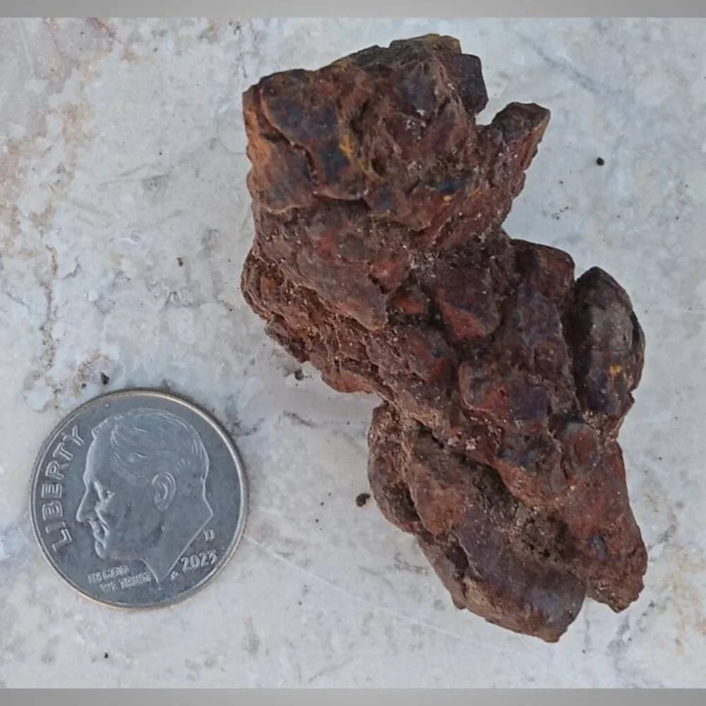 coprolite fossilized dung 02 fossil